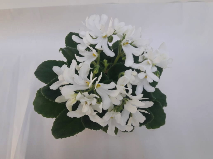 Lunar Lily (White).JPG