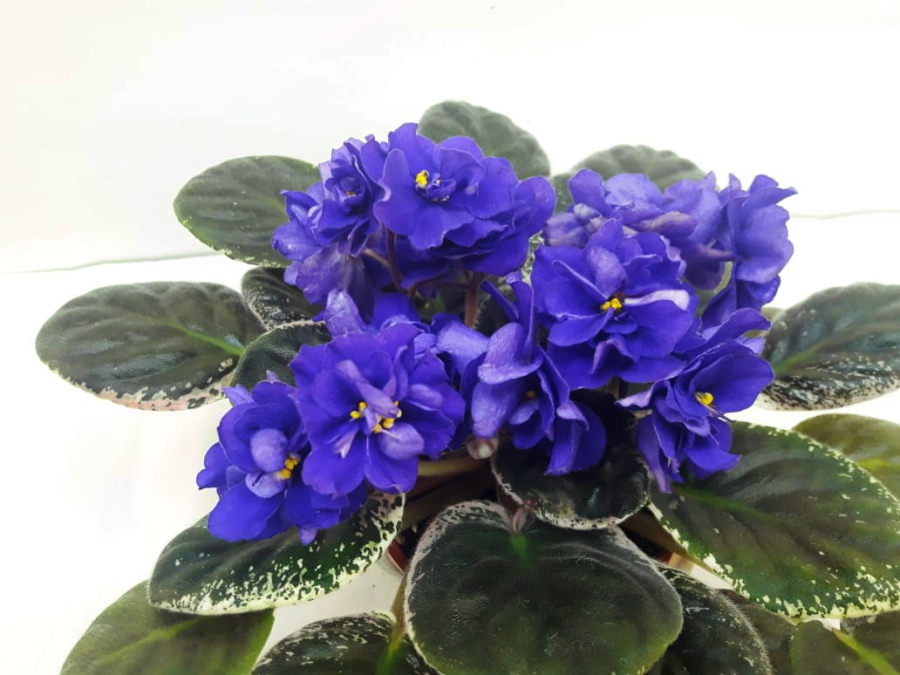 Ma's Blue Turtle.JPG