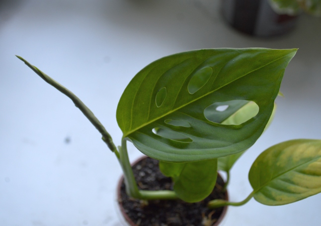 Монстера косая (Monstera obliqua)