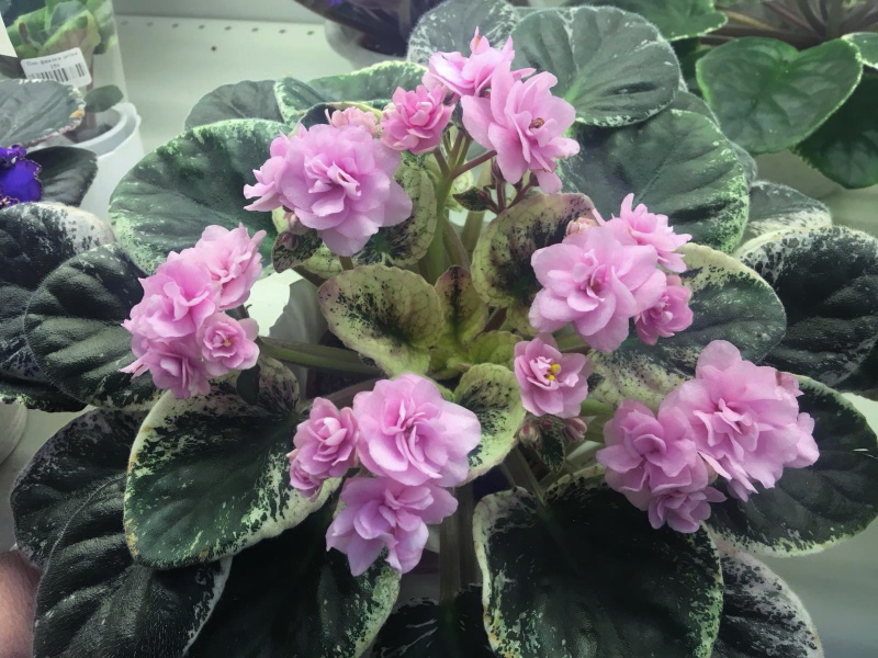 Cajun’s Roses Anyone.JPG