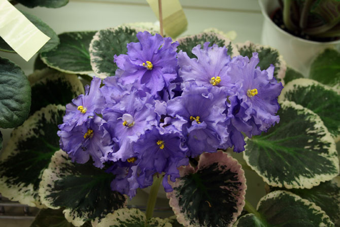 Buckeye Boysenberry