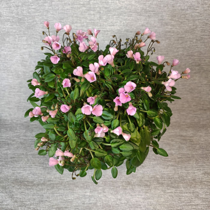Dainty-Dynamo.jpg