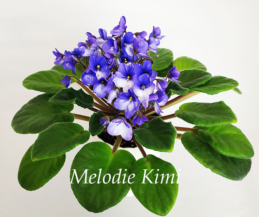 Melodie-Kimi.jpg