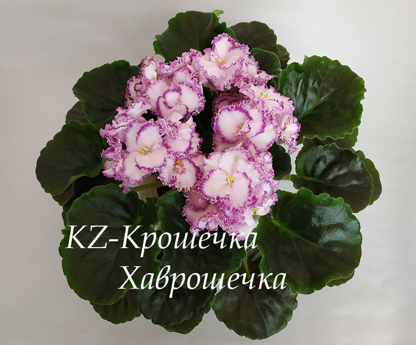 KZ-Крошечка-Хаврошечка.jpg
