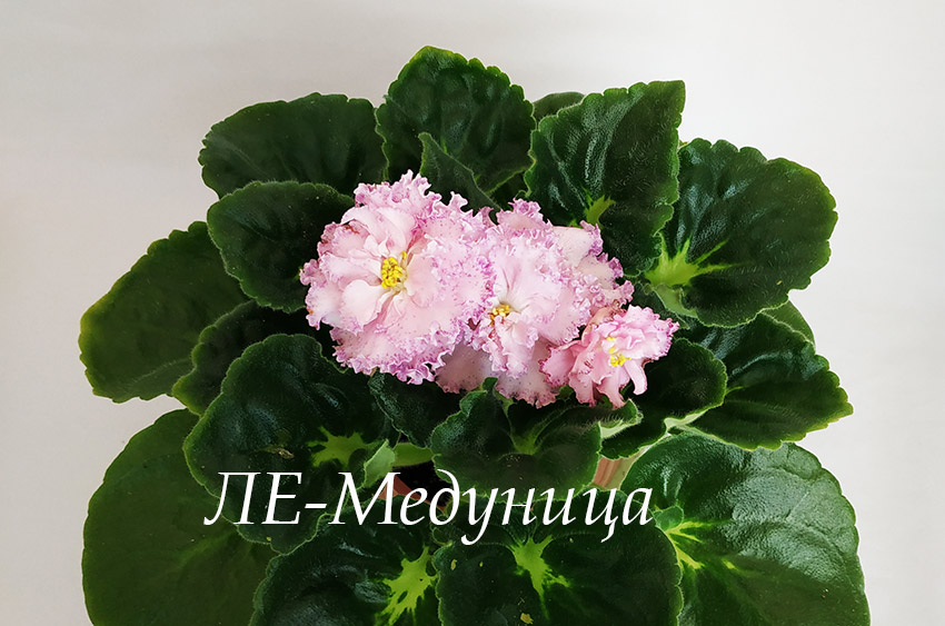 ЛЕ-Медуница.jpg