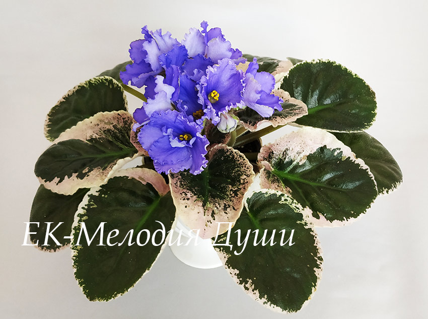 ЕК-Мелодия-Души.jpg