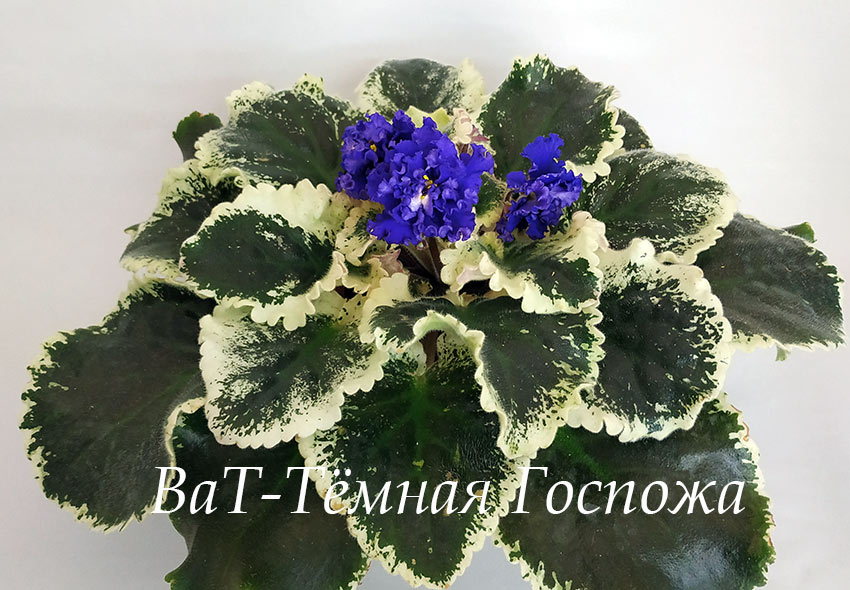 ВаТ-Тёмная-Госпожа.jpg