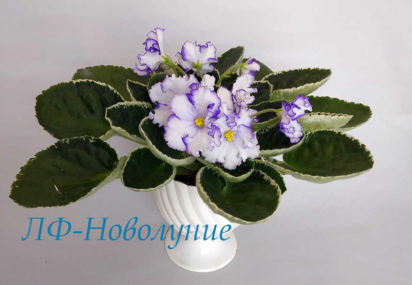 ЛФ-Новолуние.jpg