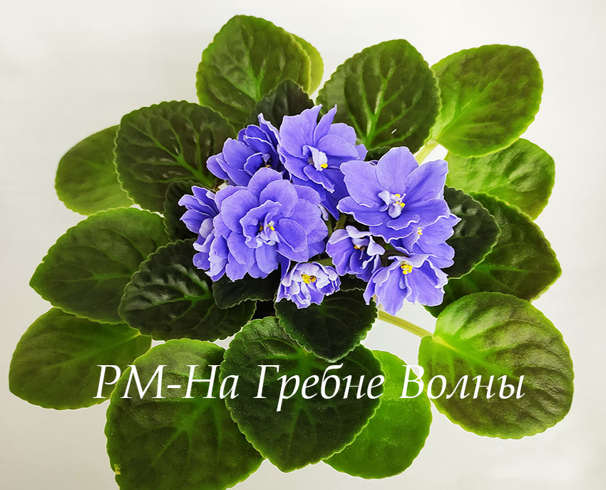 РМ-На-Гребне-Волны.jpg