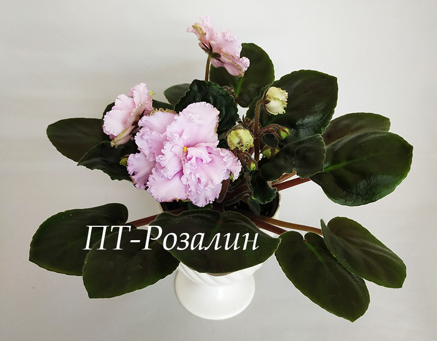 ПТ-Розалин.jpg