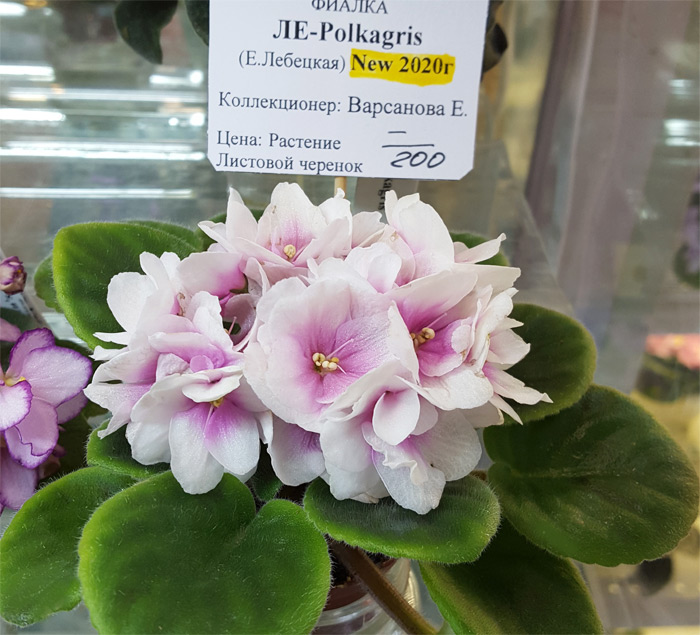 ле_polkagris.jpg