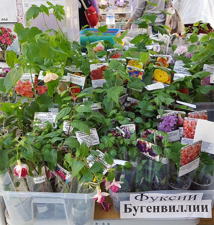 зеленка2.jpg