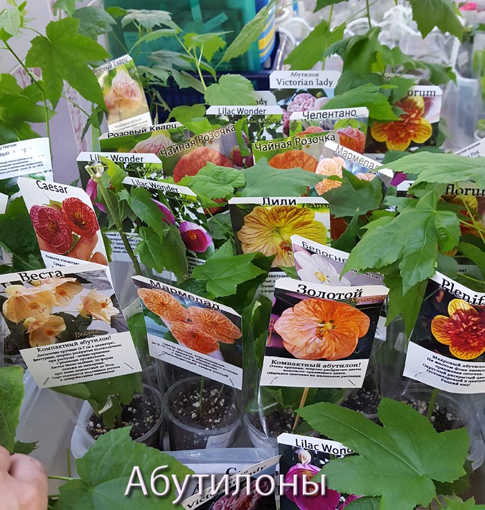 зелёнка7.jpg