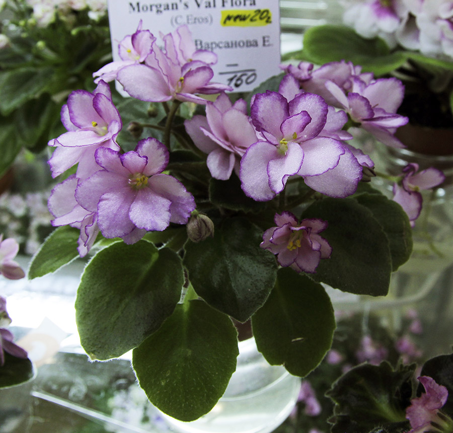 Morgan's Val Flora