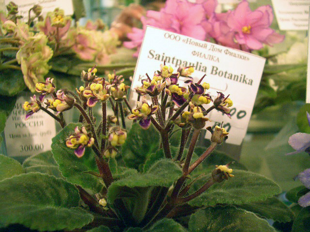 Saintpaulia Botanika. Е.Лебецкая.JPG