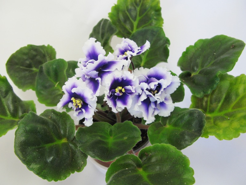 Dn-Royal Blue..JPG
