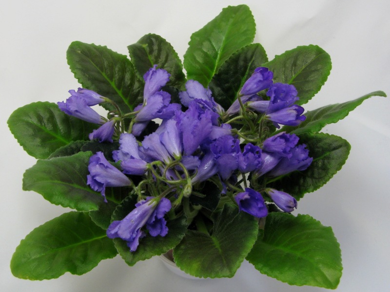 Senk's Big Bells..JPG