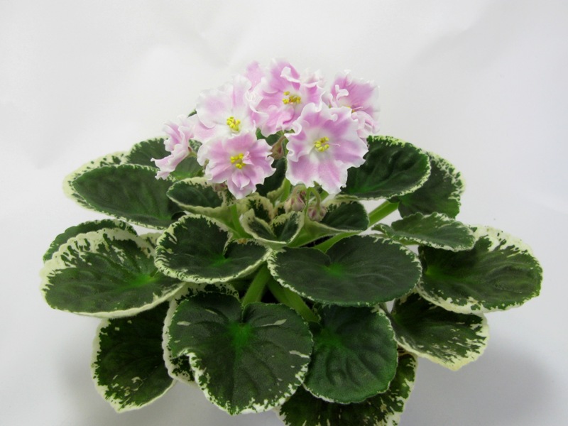 Pink Sensation..JPG