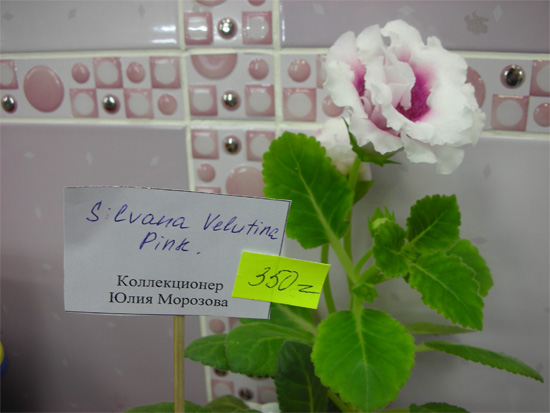 silvana_velutina.jpg