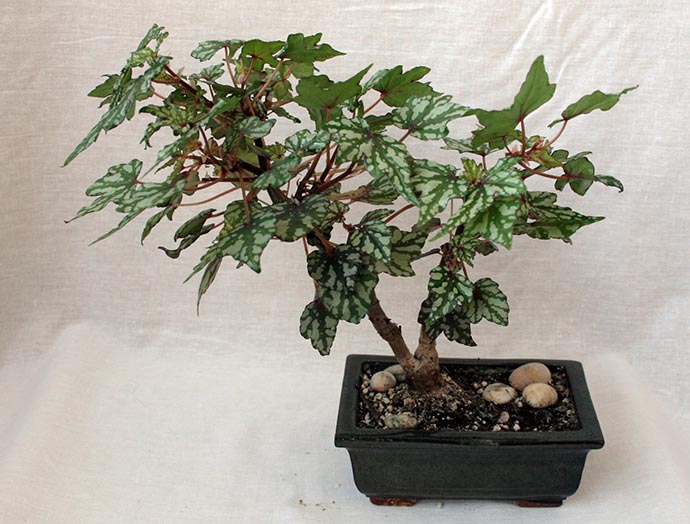 begonia dregei TD-03.jpg