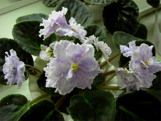 kristis_spunk.jpg