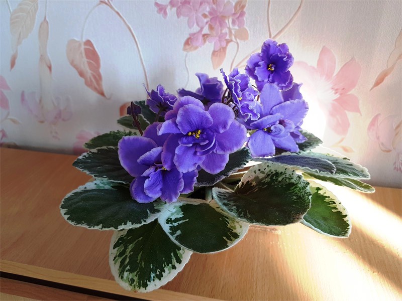 ек-голубогл_хаски.jpg