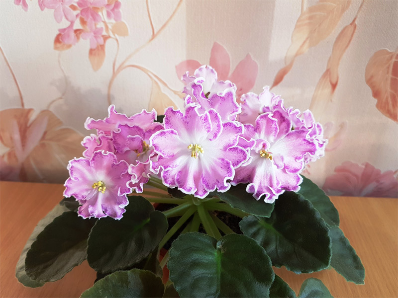 пт-хрустал_леди.jpg