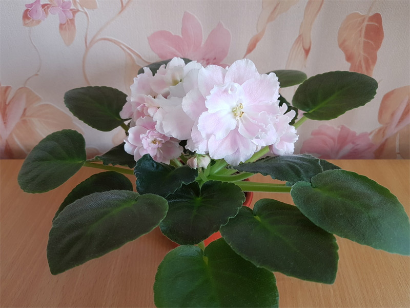пт-розовые-облака.jpg