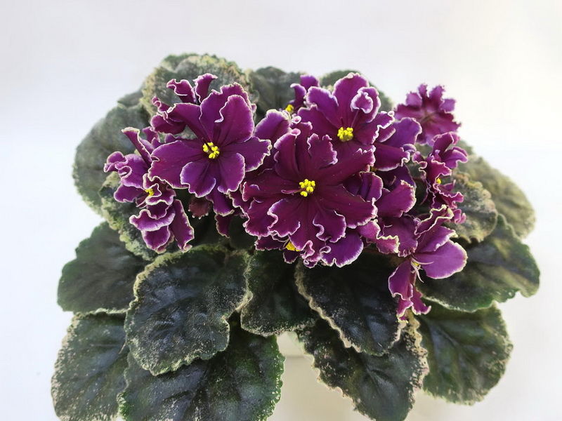 ЛЕ-Нуар (Е.Лебецкая) колл.Т.Копейкина.JPG