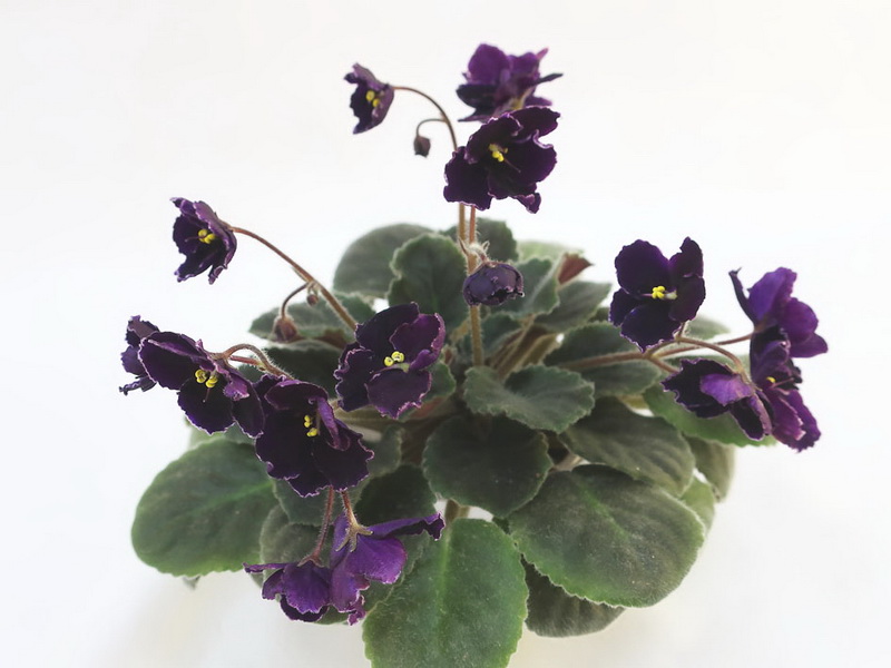 Mac's Black Pearl (G. McDonald) колл.Е.Плессер.JPG