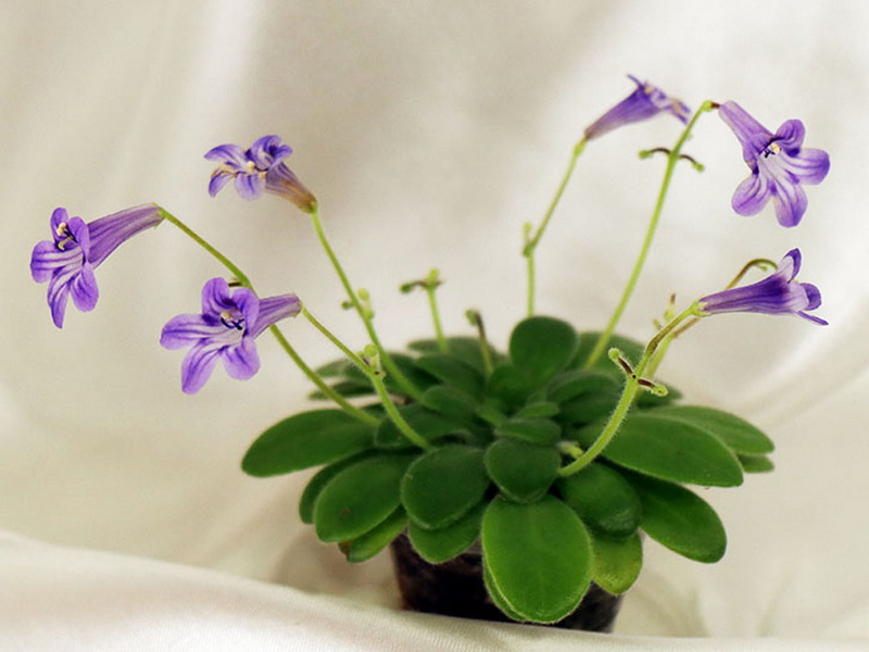 Primulina petrocosmeoides колл.Н.Старостенко.jpg
