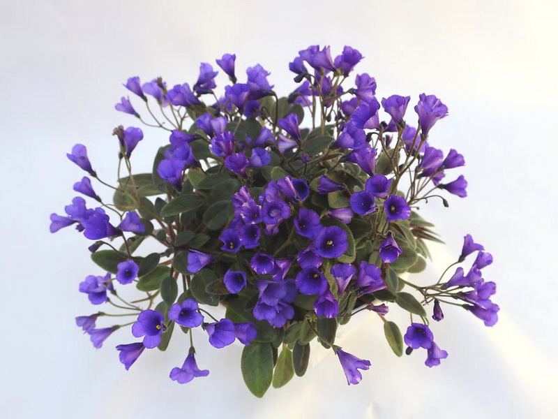Vallarta Campanas Moradas (G. Beck) колл.Е.Плессер.JPG
