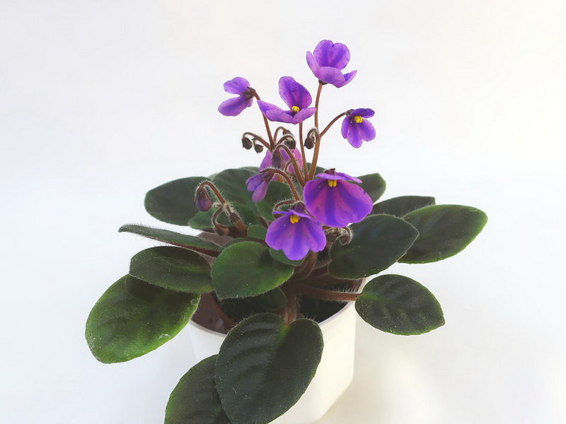Fay's Teva Michelle (F. Wagman) колл.Н.Старостенко.JPG