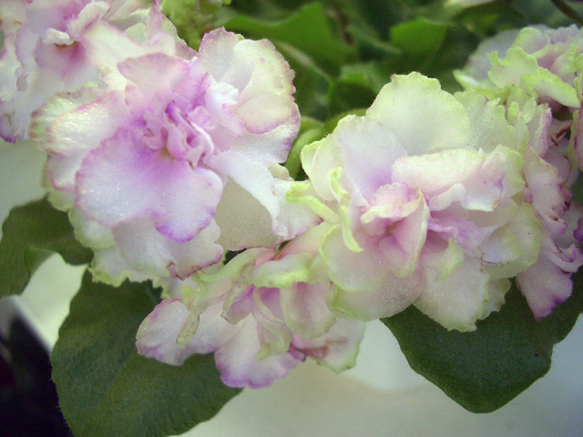Morgan's Drifter's Rose.JPG