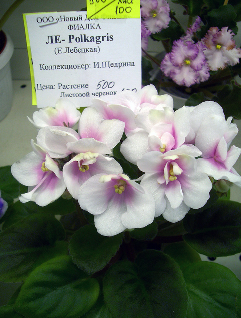 ЛЕ-Polkagris.JPG
