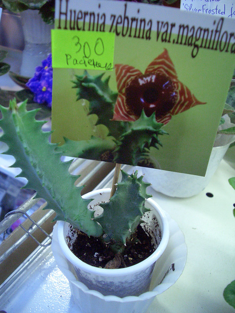 Huernia zebrina var (1).jpg