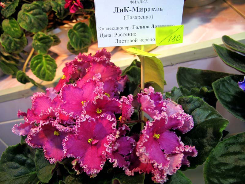 ЛиК-Миракль (Кол.Лазаренко).jpg