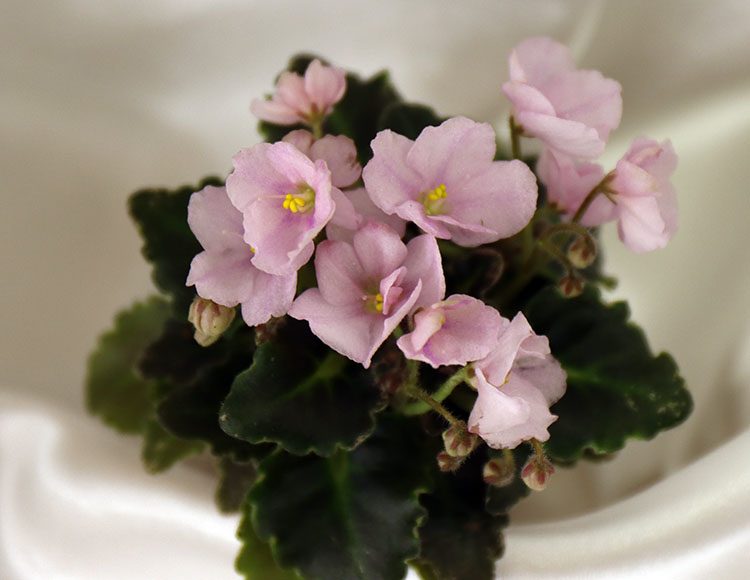 Morgan's Ivy Leaque.jpg