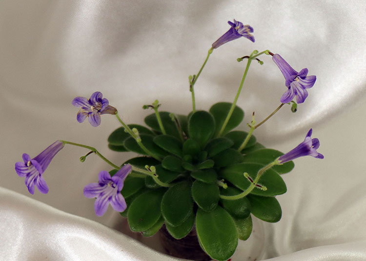 Primulina petrocosmeoides_.jpg