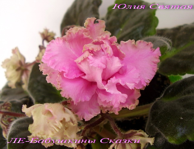 ЛЕ-Бабушкины Сказки (Лебецкая)