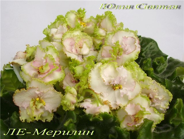 ЛЕ-Мерилин 1.jpg