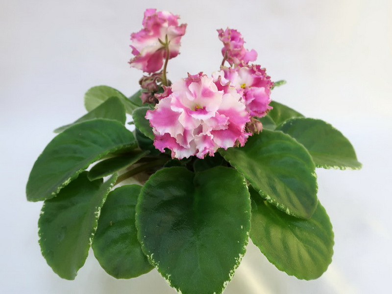 ЛЕ-Клюквенное Суфле (Е.Лебецкая) колл.И.Данилина.JPG