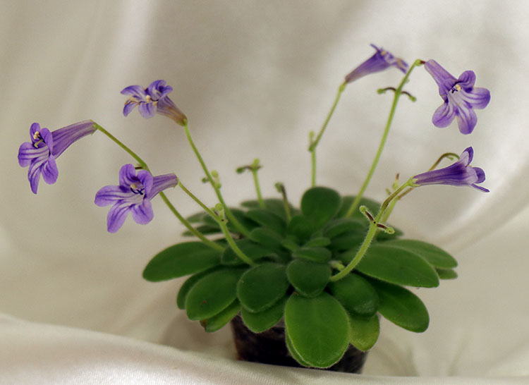 Primulina petrocosmeoides.jpg