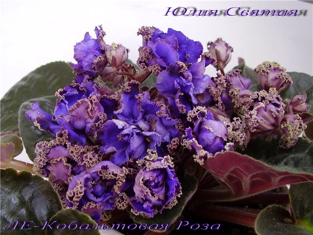 ЛЕ-Кобальтовая Роза