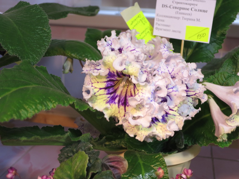 DS-Северное Солнце.JPG