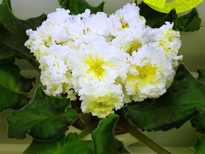 данилина-ле-брилл-тиффани.jpg