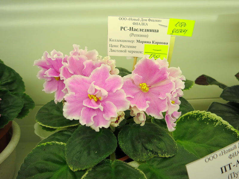 Карпова РС-Наследница.JPG