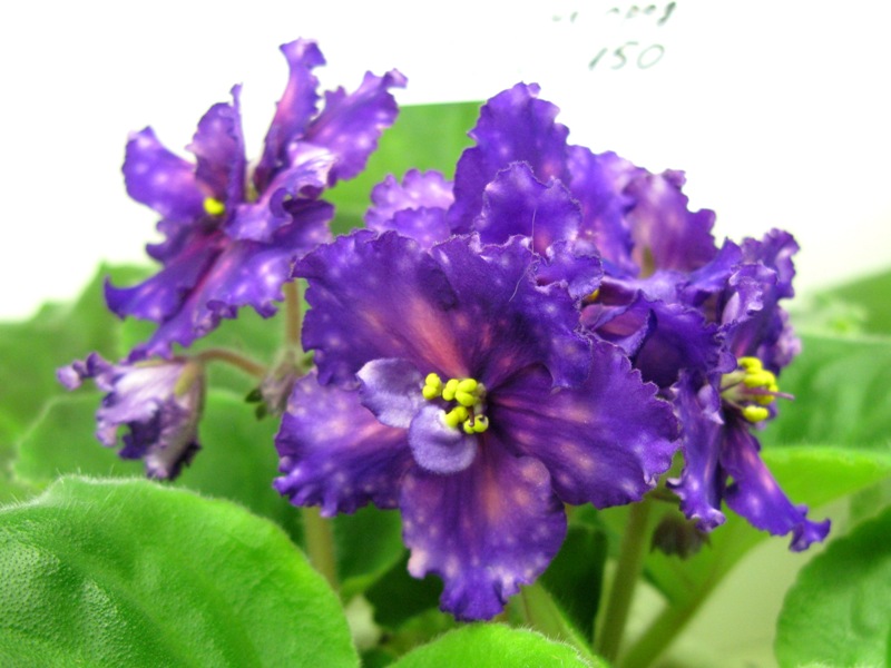 Нестерова Dn-Royal Star.JPG