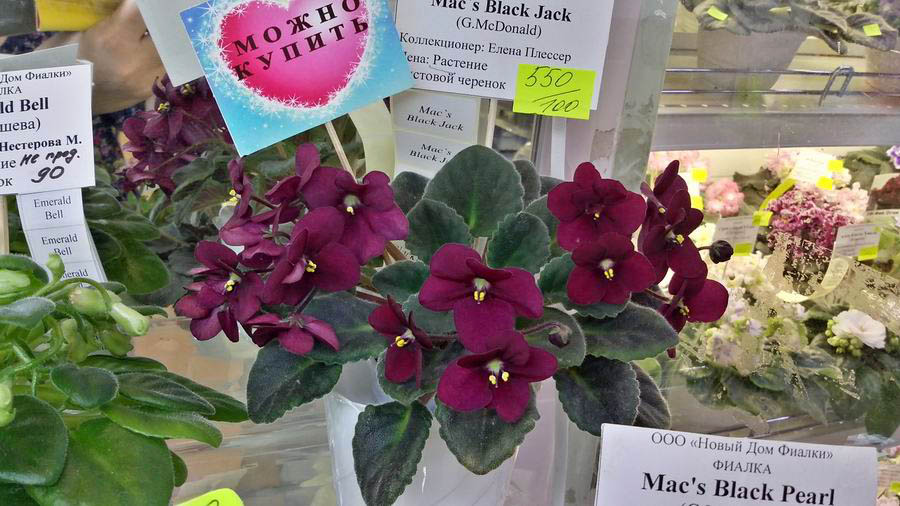 Mac`s Black Jack.jpg