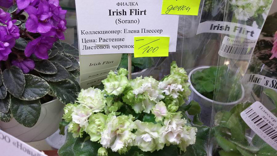 Irish Flirt.jpg